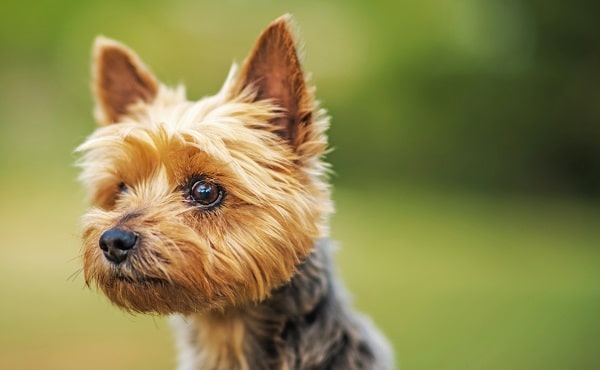 Dog Breeds That Do Not Shed | Puppies and Pooches