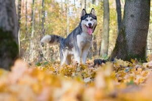 Difficult Dog Breeds To Train