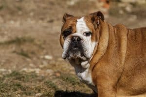 Difficult Dog Breeds To Train