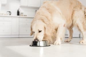 Healthy Routine For Your Dog