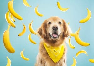 Fruits Your Dog Will Love
