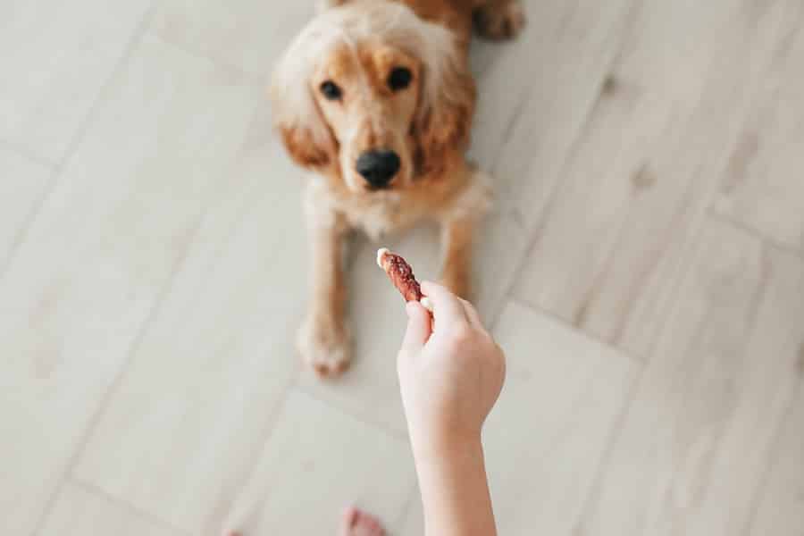 Easy Tricks To Teach Your Dog