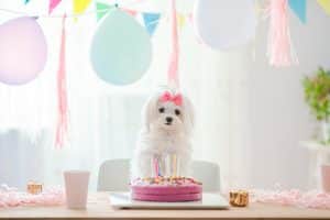 Dog's Birthday