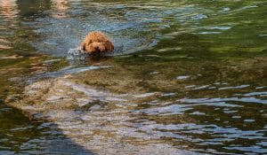Puppy To Start Swimming