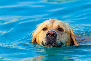 Puppy To Start Swimming