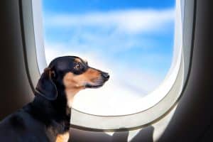Fly Safely With Your Dog