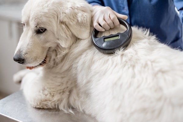 Alternatives To Microchipping