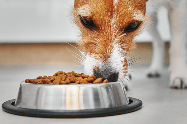 Weight Management Tips For Dogs