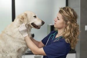 Preventative Dog Care