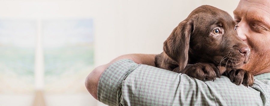 How Dogs Can Sense and Respond to Human Emotions