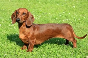 6 Of The Most Stubborn Dog Breeds