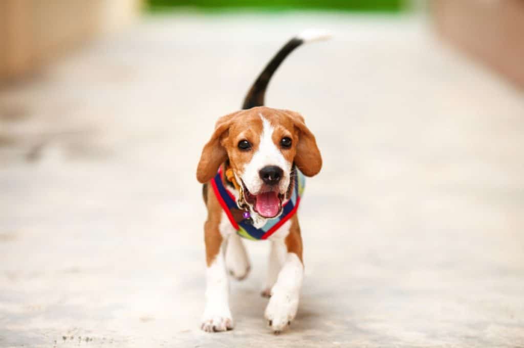 Canine Communication: Decoding the Language of Tail Wagging