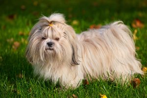6 Of The Most Stubborn Dog Breeds