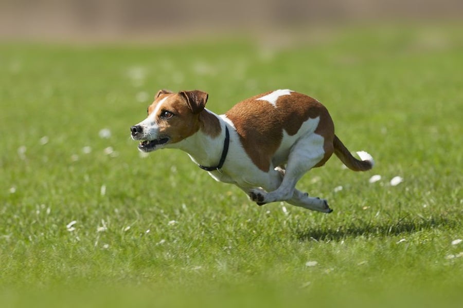 Training Tips For High-Energy Dog Breeds