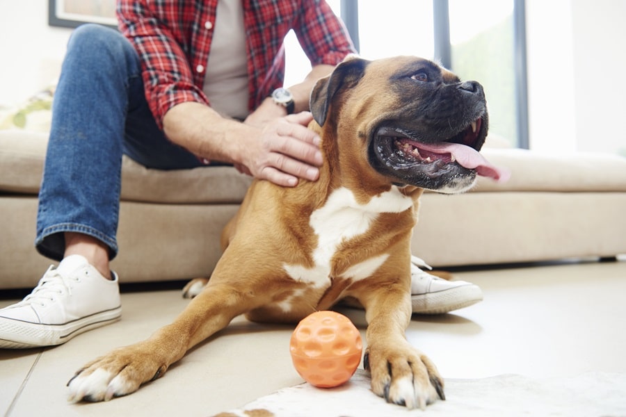 Indoor Games to Keep Your Dog Active