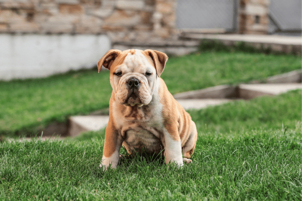 The 7 Most Loyal And Affectionate Dog Breeds