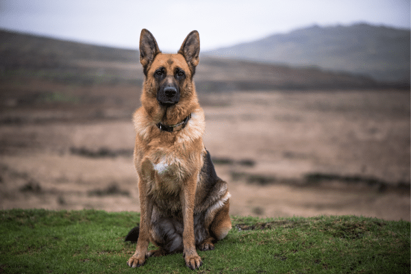 The 7 Most Loyal And Affectionate Dog Breeds
