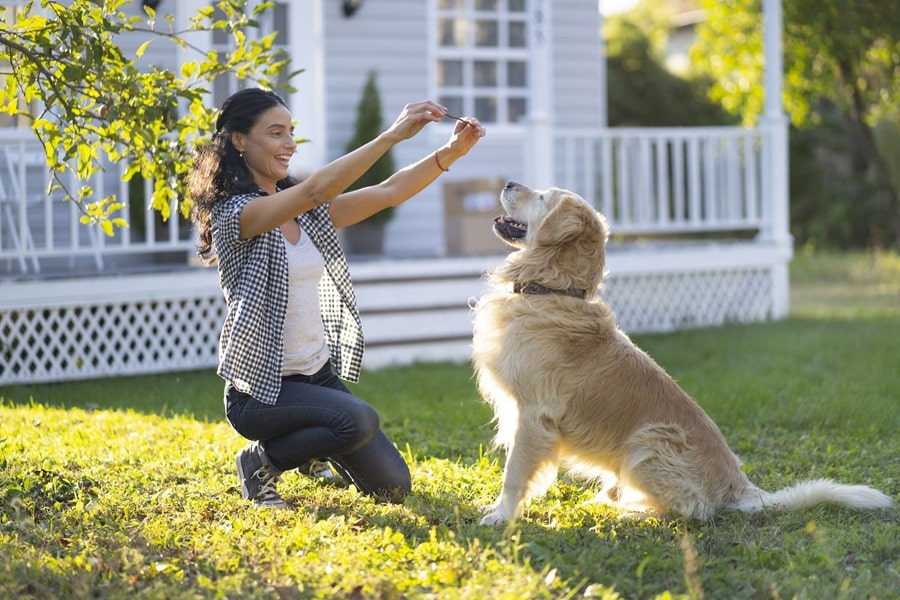 Guide To Breed-Specific Dog Training