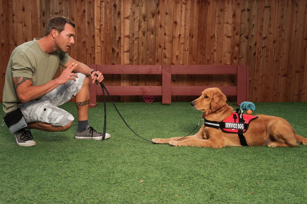 7 Specialized Dog Training Programs for Unique Needs