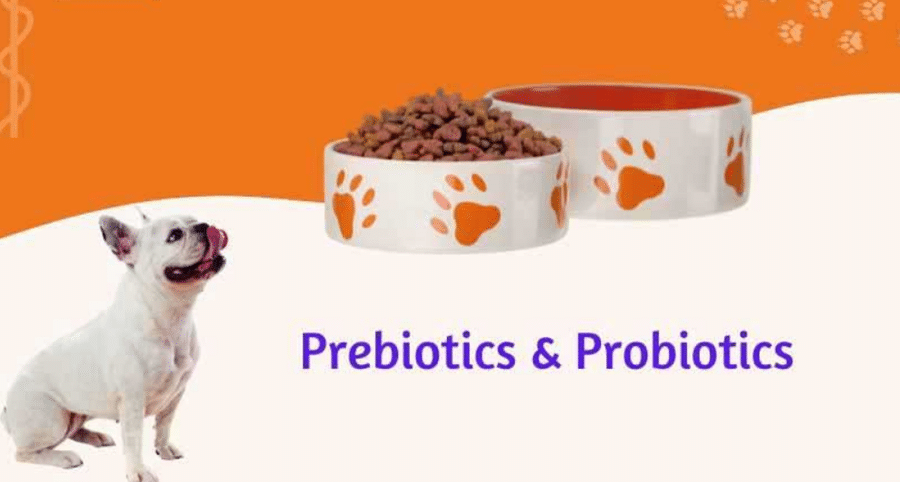 Can Dogs Benefit From Probiotics and Prebiotics?