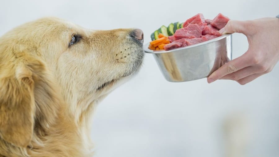 Crafting The Perfect Diet For Dogs With Food Sensitivities