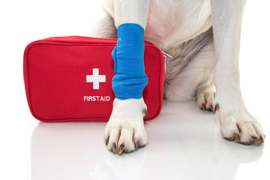 Essential First Aid Tips Every Dog Owner Should Know