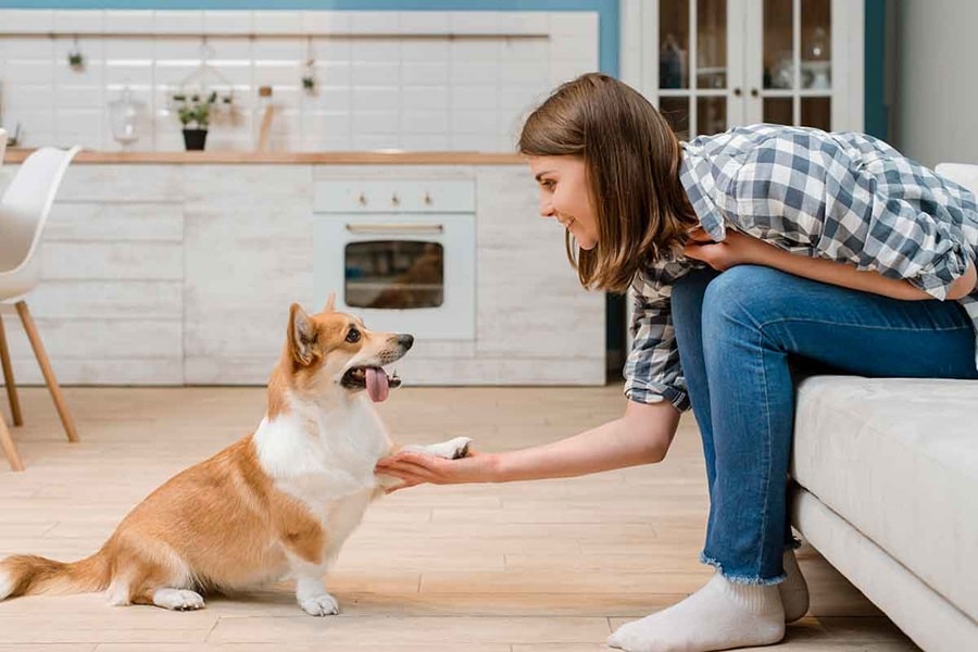 Dog-Friendly Home Decor Ideas