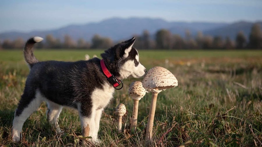 The Benefits of Mushrooms in a Dog's Diet