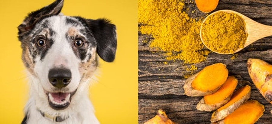 The Benefits of Turmeric for Your Dog's Joint Health